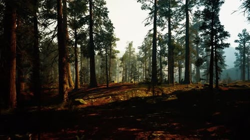 Smooth Camera Movement Through Realistic Forest