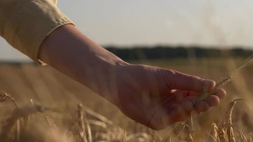 woman farmer in shirt touching spikelets in wheat field, close up view