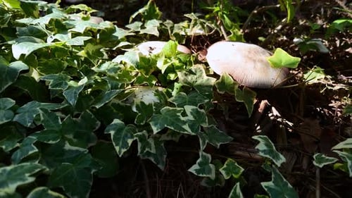Mushrooms after rain grew in a coniferous forest covered with ivy