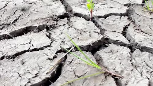 Terra profundamente rachada devido ao clima seco: aumenta a frequência de secas no mundo