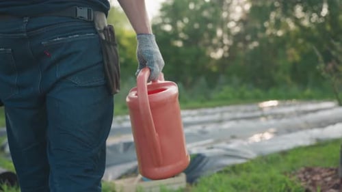 Gardener Carrying Watering Can Through Strawberry Beds at Sunset