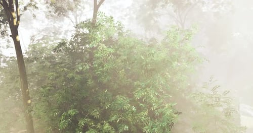 Lush Green Foliage Surrounded By Mist in a Tranquil Forest Setting