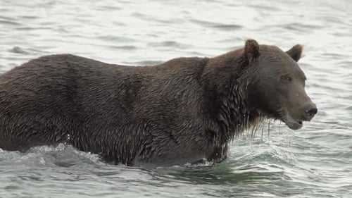 Brown Bear Swimming in Rippling Water