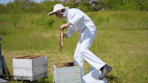 Beekeeper Inspecting Honeycomb Frames in Rural Field