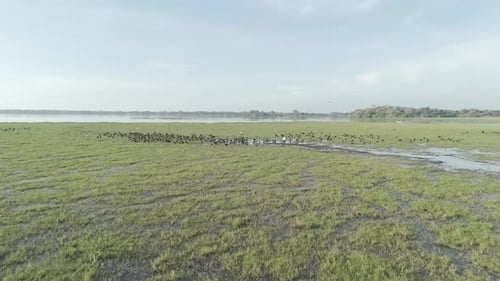 Flock of Birds Over Sri Lankan Wetlands