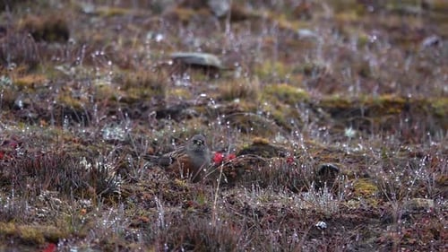 oiseau à l'accent alpin (Prunella collaris) à la recherche de nourriture