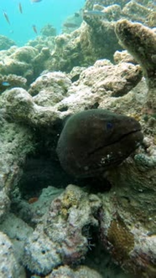 Une murène est nichée parmi les récifs coralliens sous l'eau aux Maldives avec divers petits poissons nageant