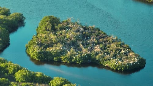 View From Above of Florida Wetlands with Flocks of White Egret and Heron Birds on Green Swamp