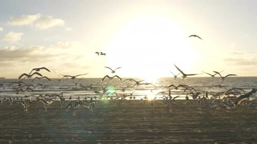 Seagulls on Beach at Sunset Tracking