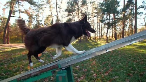 Dog Jumps Over Agility Ramp in Park