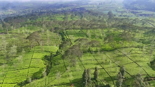 Drohnenaufnahmen aus der Luft, die eine riesige Teeplantage mit Reihen grüner Teebüsche zeigen