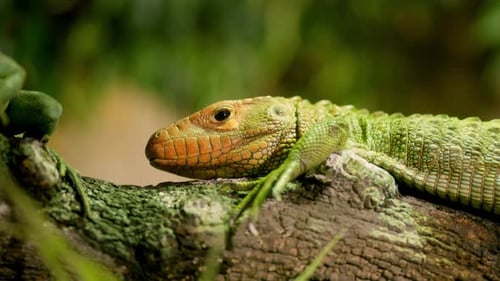 Caiman Lizard Resting on a Branch in the Rainforest