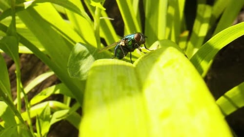 Volez sur une feuille verte dans Nature Macro