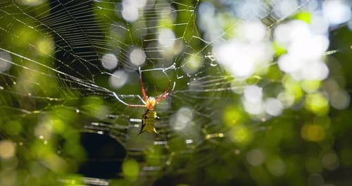 Colorful orb weaver Spider set right between its web with a view of the out of focus forest behind