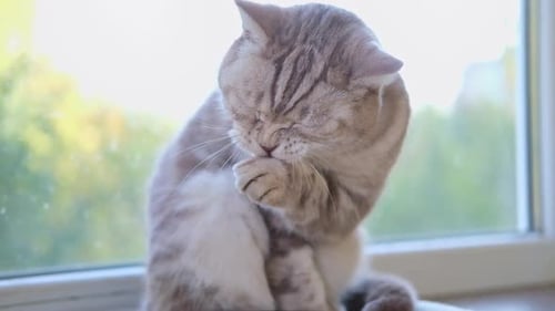 Striped Tabby Cat Grooming Itself near Window