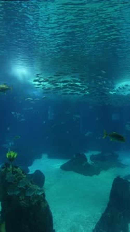 Large Aquarium Fish Tank Vertical Video 4k