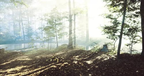 Sunlight Filters Through Mist in an Enchanting Forest By a Tranquil Pond