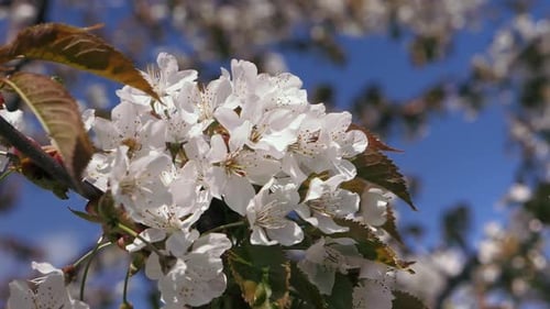 Spring Blooming Cherry Trees White Flowers Against a Blue Sky