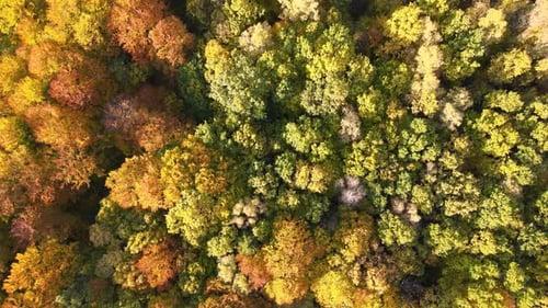 View From Above of Colorful Woods with Yellow and Orange Canopies in Autumn Forest on Sunny Day