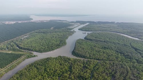 Aerial drone view of coastal mangrove forest river channels