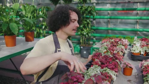 A Male Worker Sorts Flower Pots in a Plant Store or Greenhouse Male Botanist Takes Care of Flowers