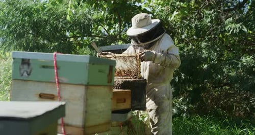 Bees are a resource