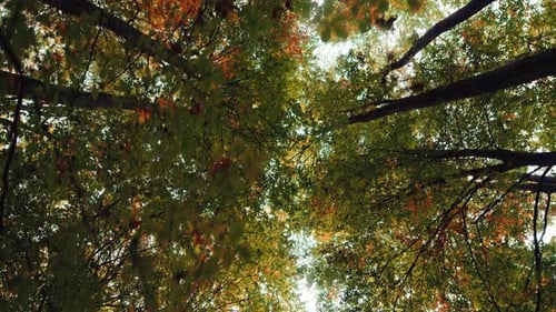 Looking Up Through Forest Canopy with Sunlight