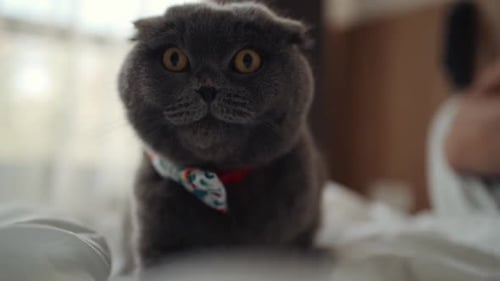 Graue Katze