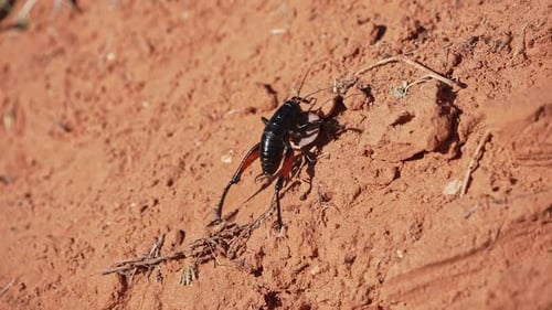 Cricket noir aux pattes rouges errant dans le désert d'Escalante