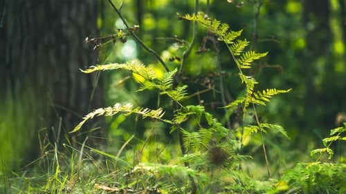 Fern Leaves Foliage On Forest