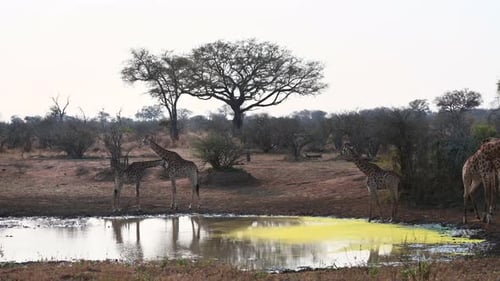 Giraffe ( Giraffa camelopardalis ) large group drinking together at a small pond.