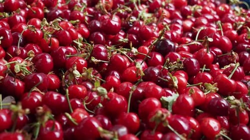 Ripe Fresh Cherry Selling on Super Market