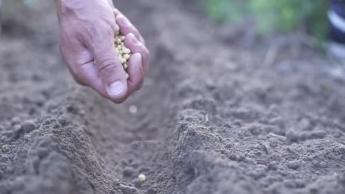 Hand Sowing Seeds in Fertile Soil