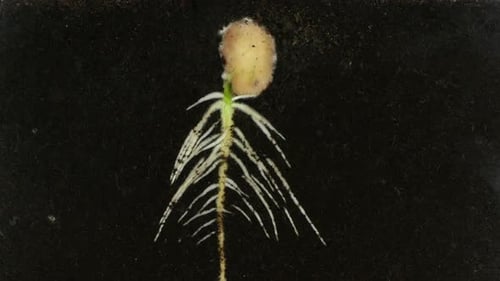 Seed Sprouting and Growing in Dark Soil