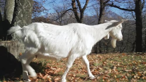 White Goat Forest