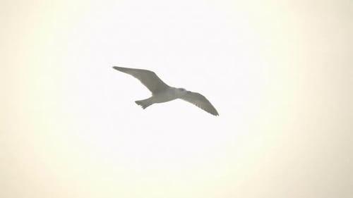 Seagull Soars Above Elegant City Building