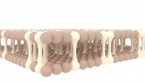 Skincare Structure Skin Cosmetic Science Medical Able to Loop Endless