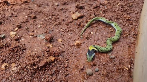 Le serpent herbacé indien, ou quille verte (Macropisthodon), est une espèce de serpent non venimeuse, avec