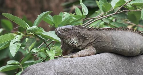 Large Iguana Close Up