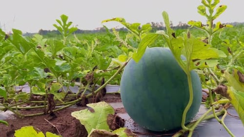 fresh young watermelon fruit on the farm