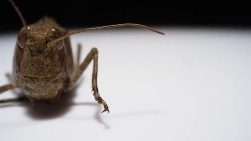 Bug macro - Vue microscopique d'une macro rapprochée d'une sauterelle