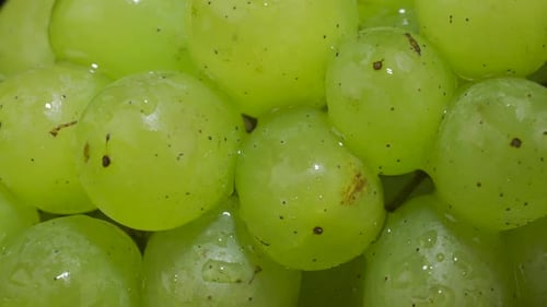 Details of white grapes with water drops, Light moves behind grapes