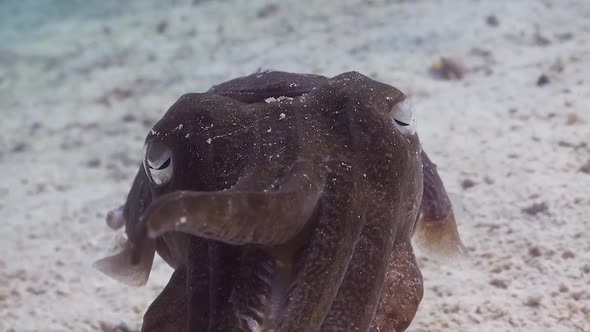 Cuttlefish closeup moving sideways facing camera, close to sandy bottom ...