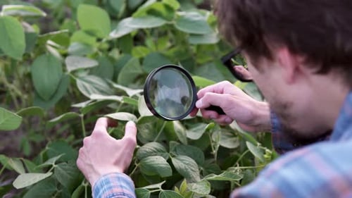 Man Inspects Green Plants with Magnifying Glass