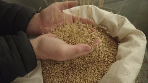 Farmer's Fodder Barley