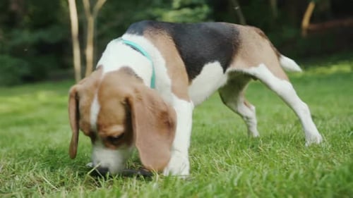 Closeup View of Adorable Playful Active Terrier Puppy Sniffing the Ground in Green Grass Walking in