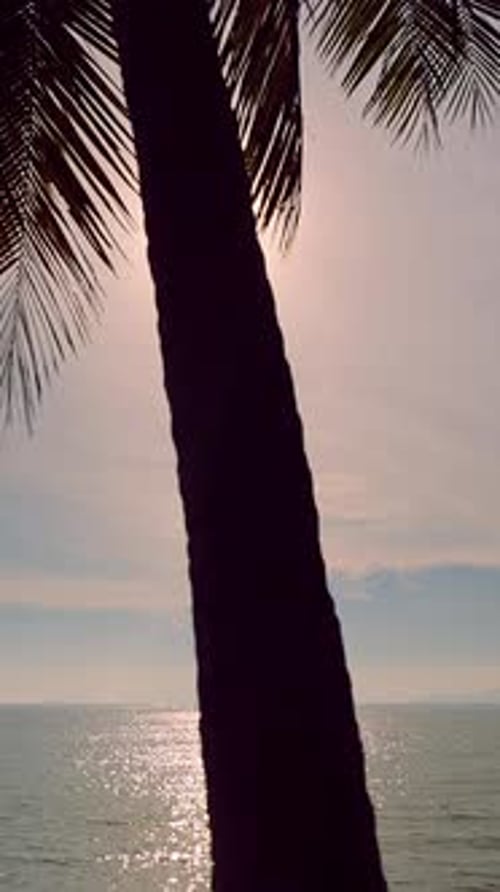 Vertikales Video. Hohe Palmensilhouette mit strahlender Sonne, die bei Sonnenuntergang über dem ruhigen tropischen Meer scheint,