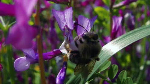 Close up: one black bumble bee feeding on pollen and nectar on purple petals and flies away