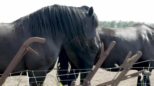 Two Black Horses Grazes Together In The Field Farm Fence - close up