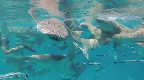 A Flock of Sharks in the Open Sea Underwater Nurse Sharks Closeup